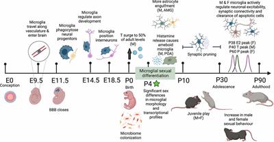 Work hard, play hard: how sexually differentiated microglia work to shape social play and reproductive behavior